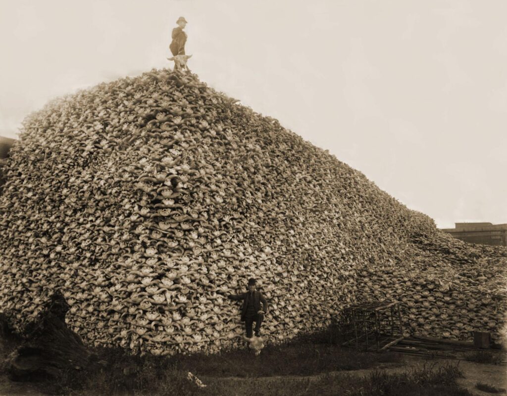 Men Standing with pile of Buffalo Skulls, Michigan Carbon Works, Rougeville MI, 1892. Photograph © Burton Historical Collection, Detroit Public Library